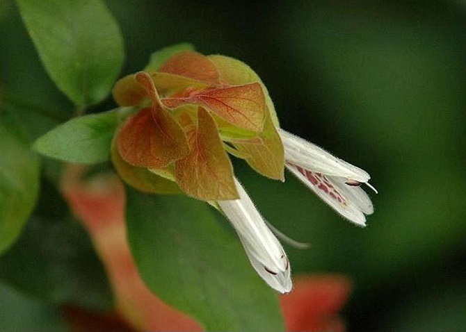 ウズアジサイ 渦紫陽花 花々のよもやま話